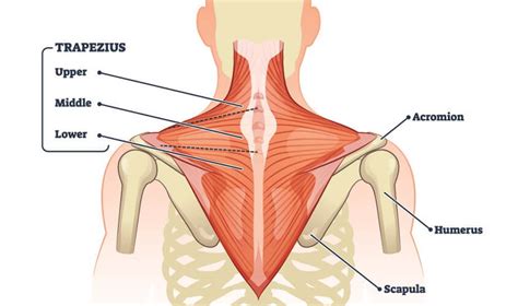 trapezius muscle tear test|trapezius strain muscles diagram.